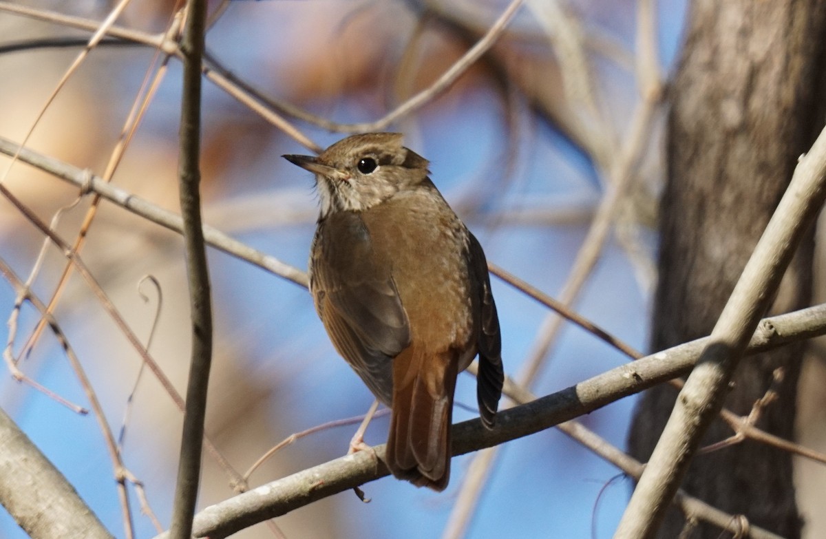 Hermit Thrush - ML614527458