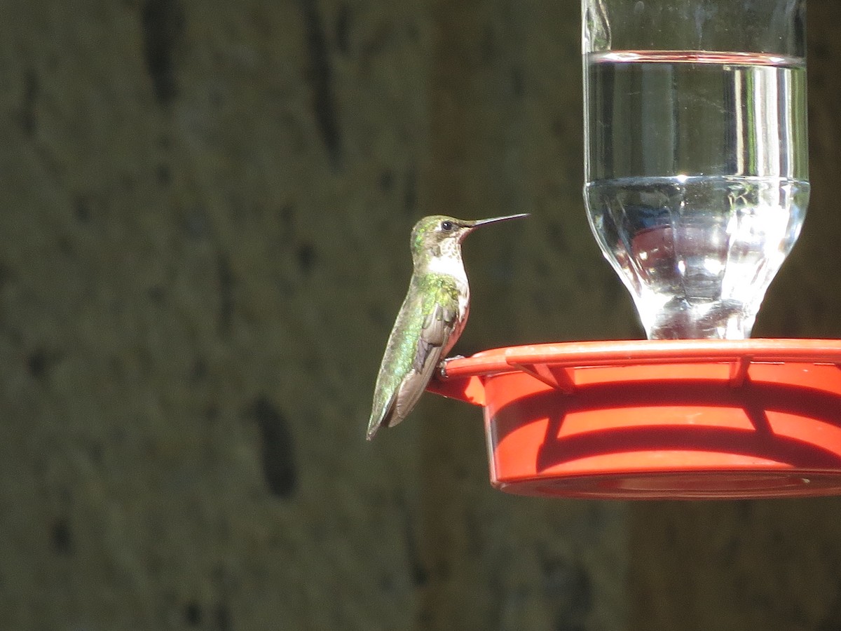 Ruby-throated Hummingbird - ML614527475