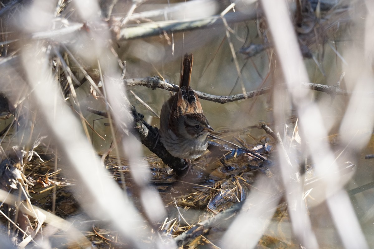 Swamp Sparrow - ML614527486