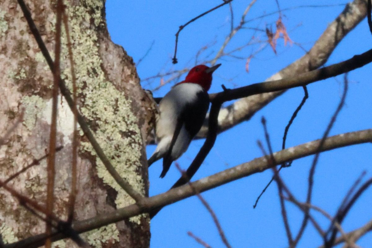 Red-headed Woodpecker - ML614527491