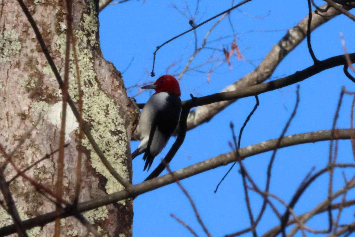 Red-headed Woodpecker - Vern Bothwell