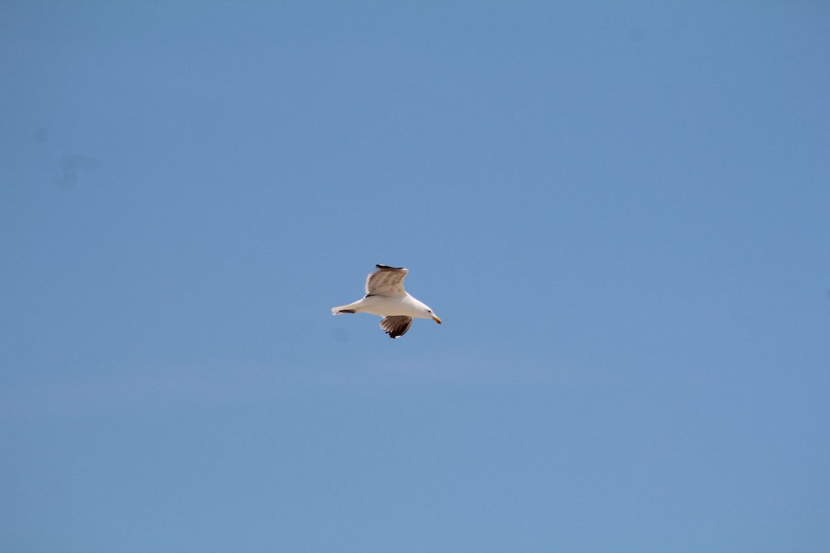 Great Black-backed Gull - ML614527498