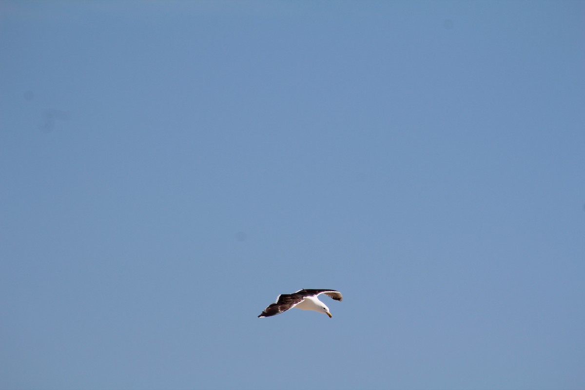 Great Black-backed Gull - ML614527499