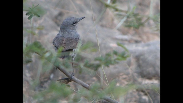 Black Redstart (Eastern) - ML614527592