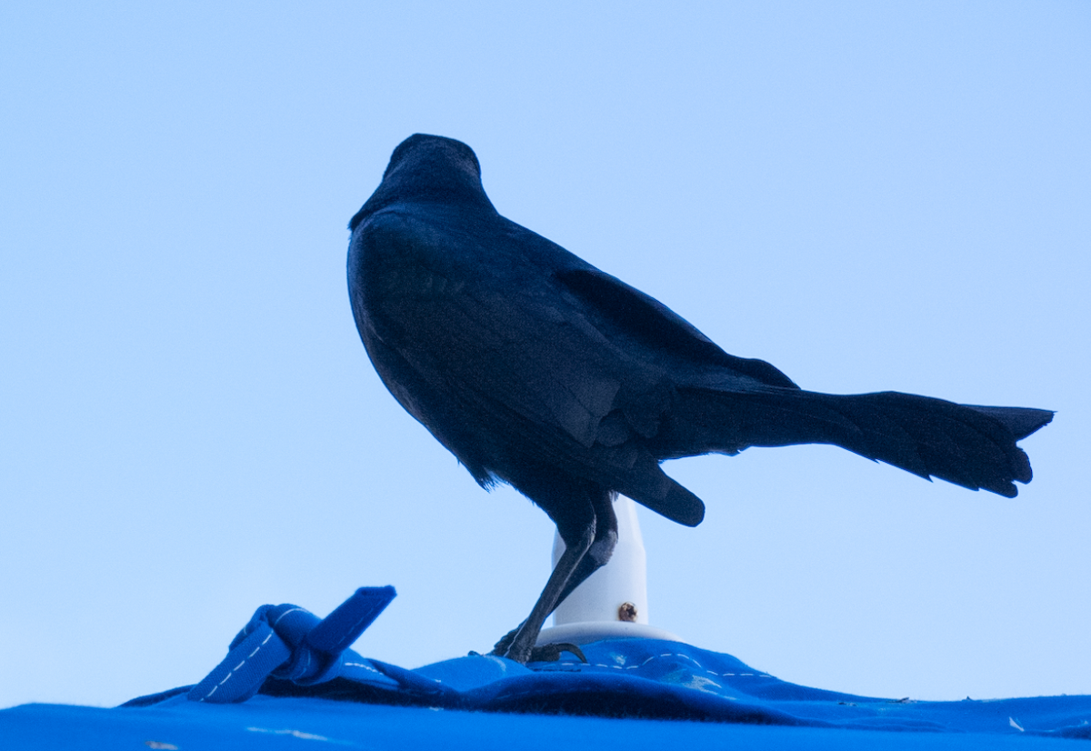 Boat-tailed Grackle - ML614527625