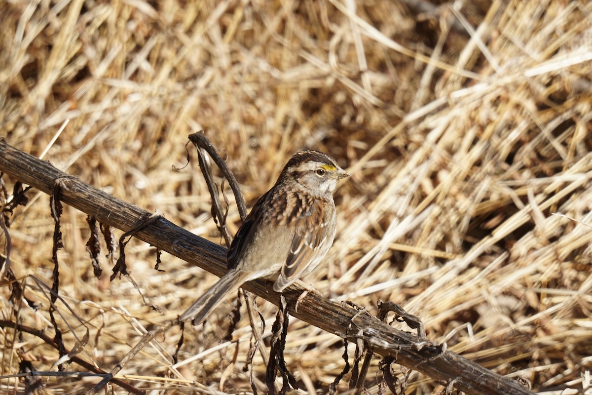 White-throated Sparrow - ML614527641