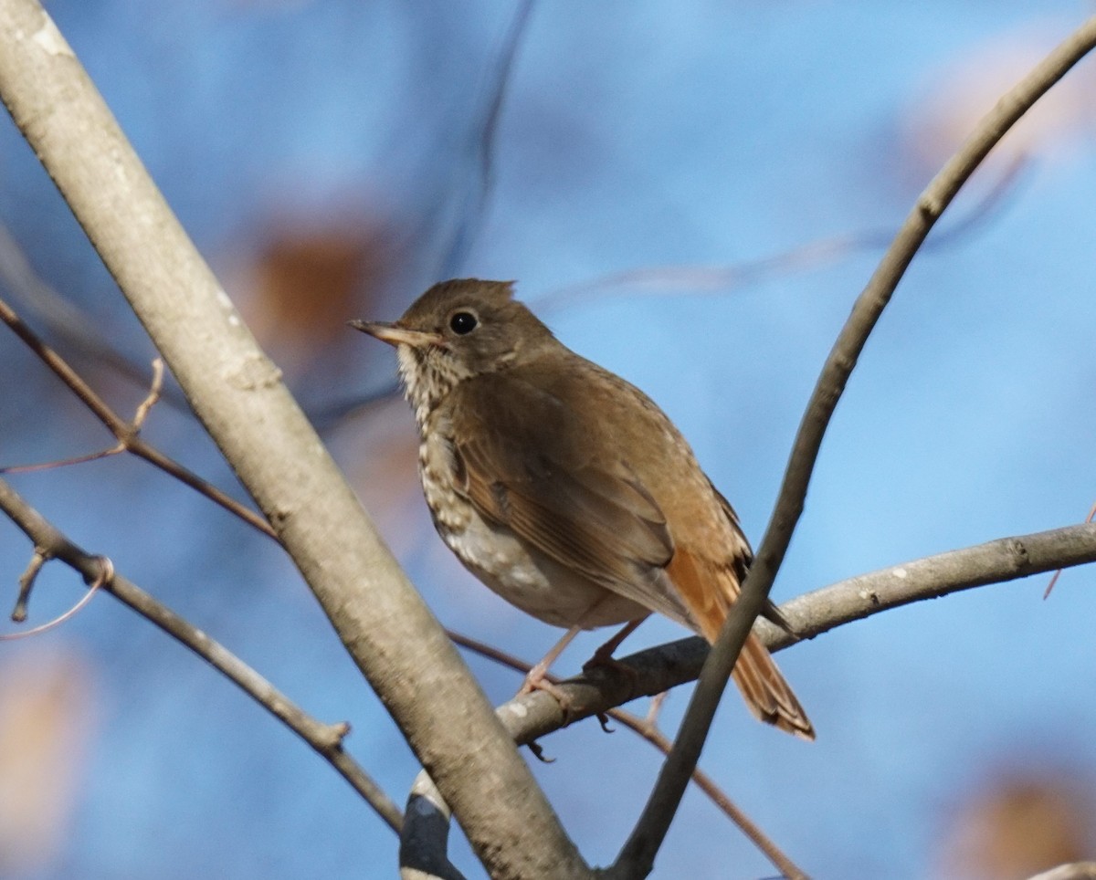 Hermit Thrush - Austin Jones