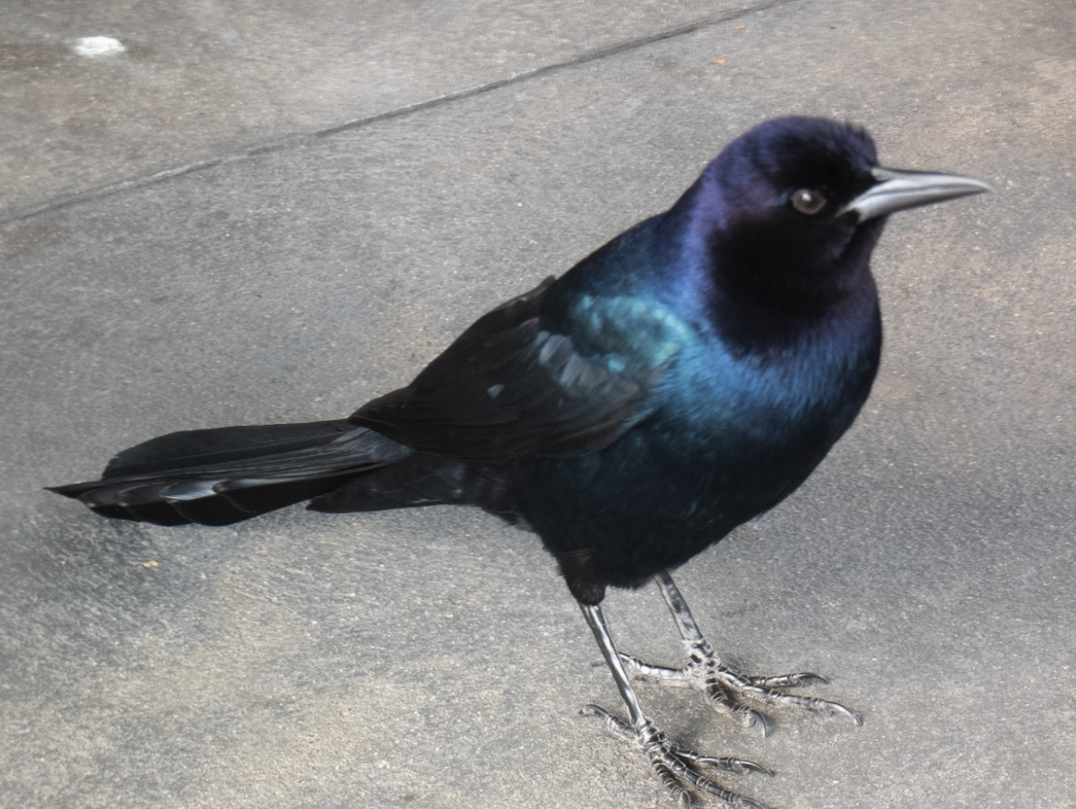 Boat-tailed Grackle - Learning Landon