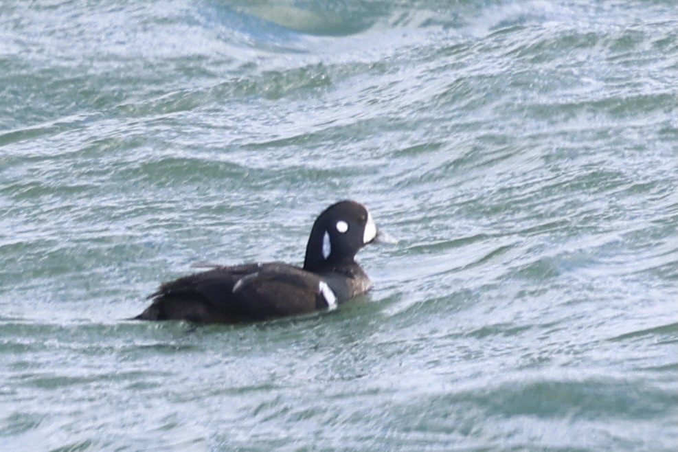 Pato Arlequín - ML614527698