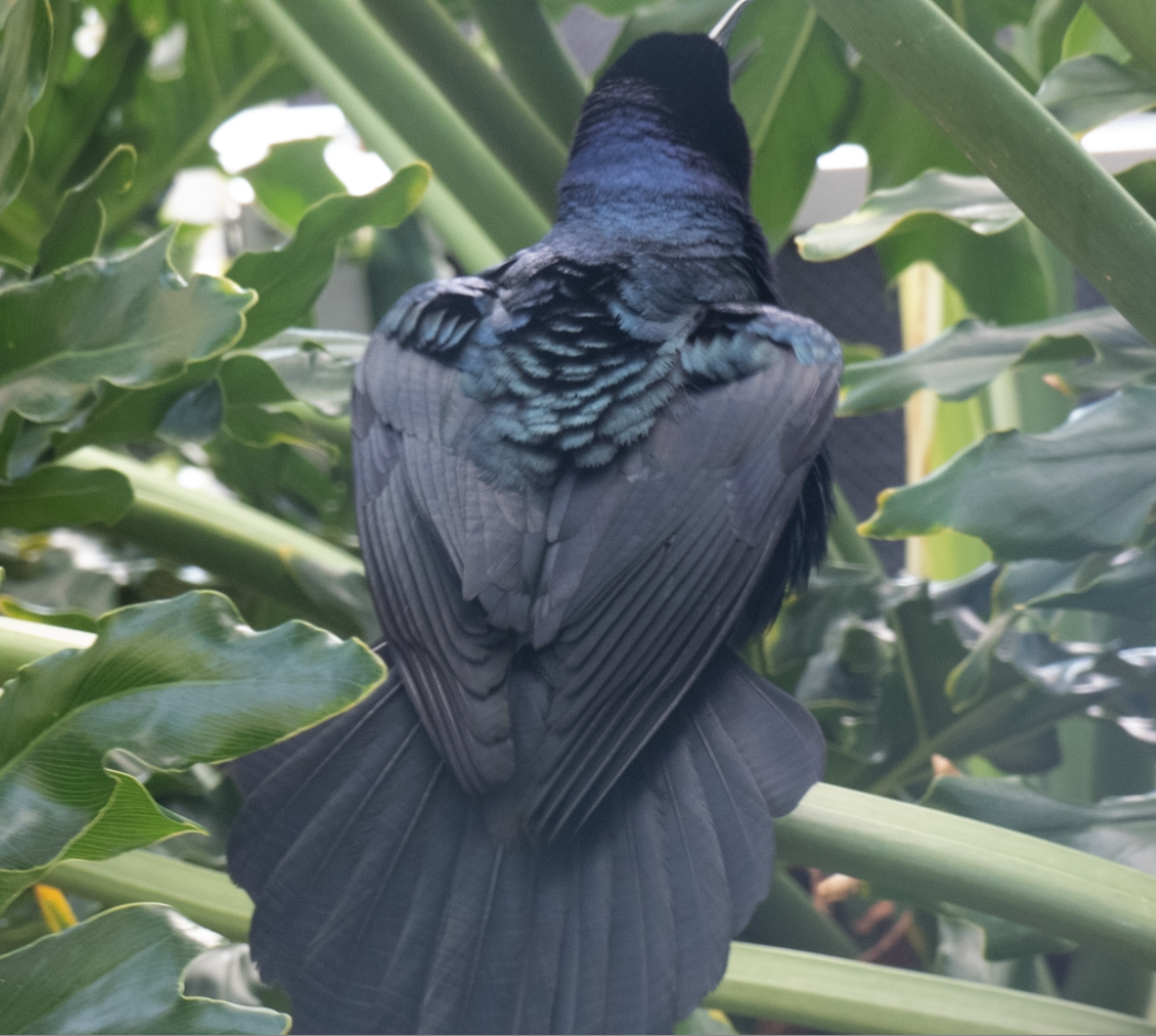 Boat-tailed Grackle - ML614527705