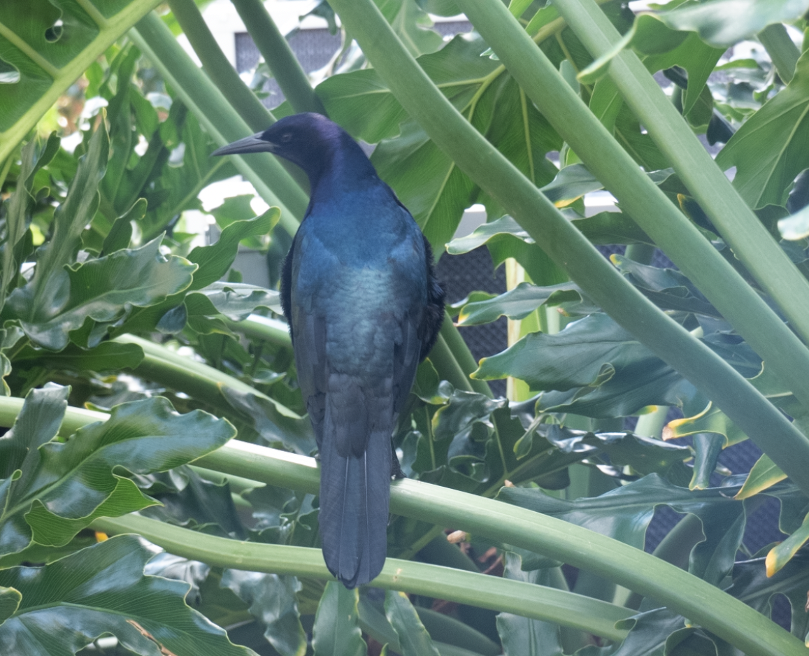 Boat-tailed Grackle - Learning Landon