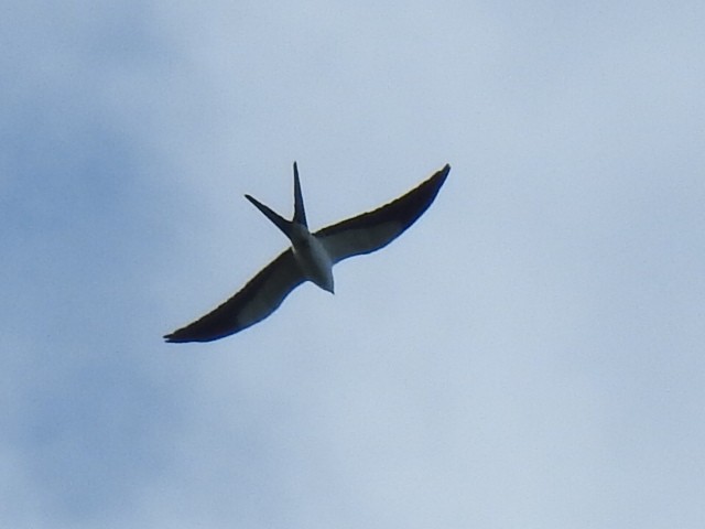 Swallow-tailed Kite - ML614527747