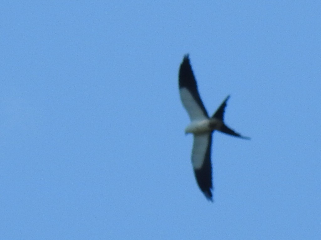 Swallow-tailed Kite - ML614527749