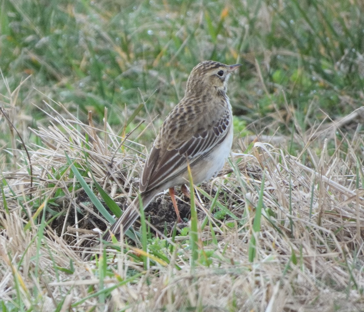 Richard's Pipit - Miguel Martín Jiménez