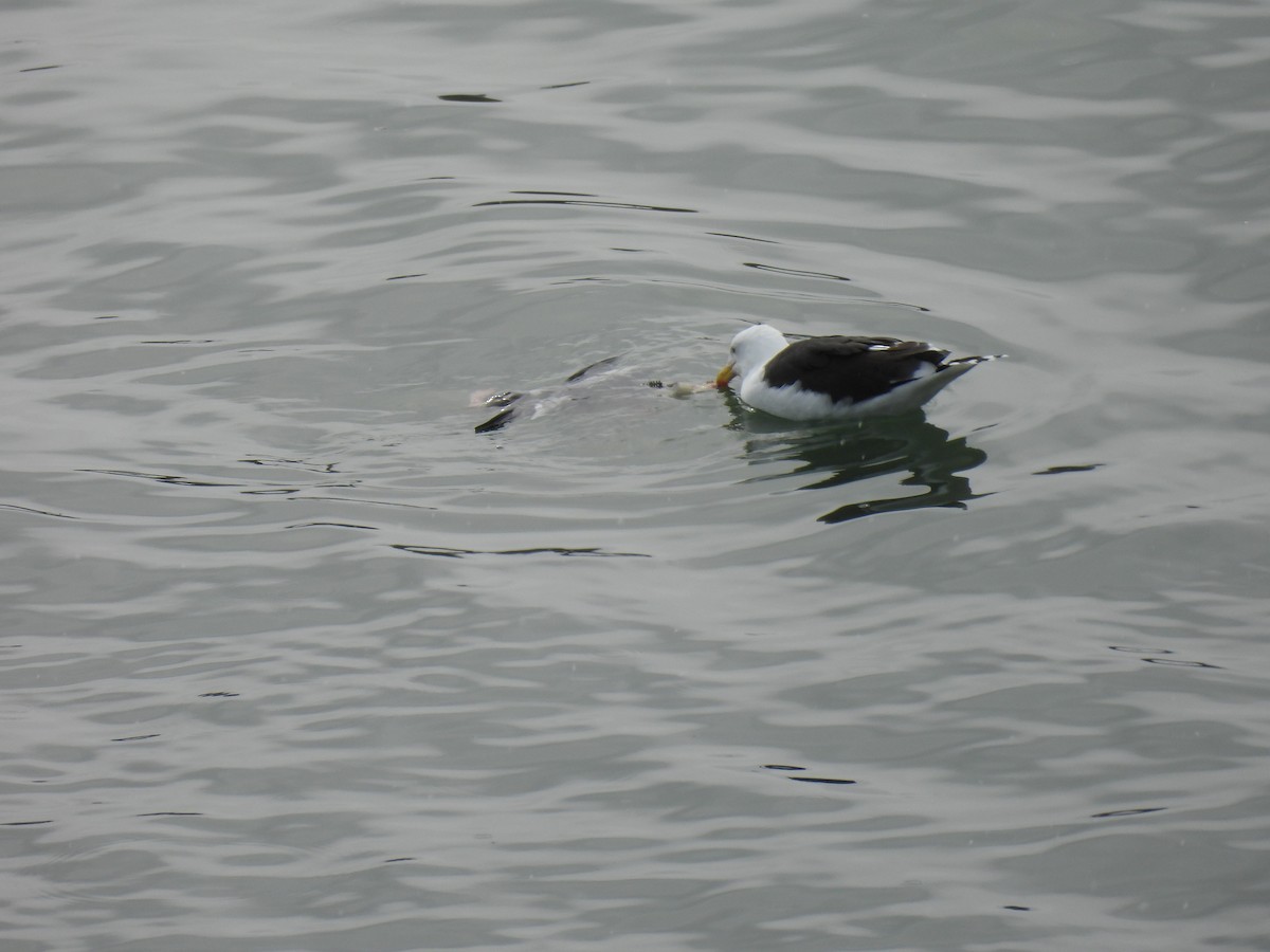 Great Black-backed Gull - ML614527778