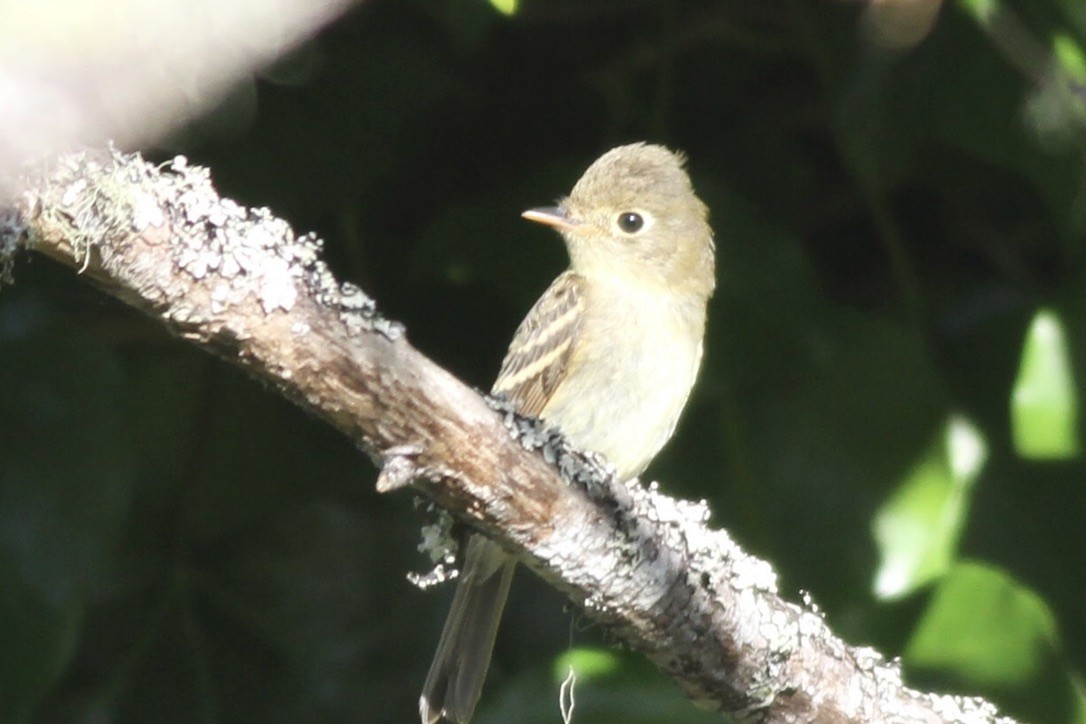 Western Flycatcher (Pacific-slope) - Dan Maxwell