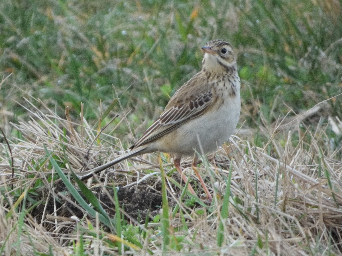 Richard's Pipit - ML614527876