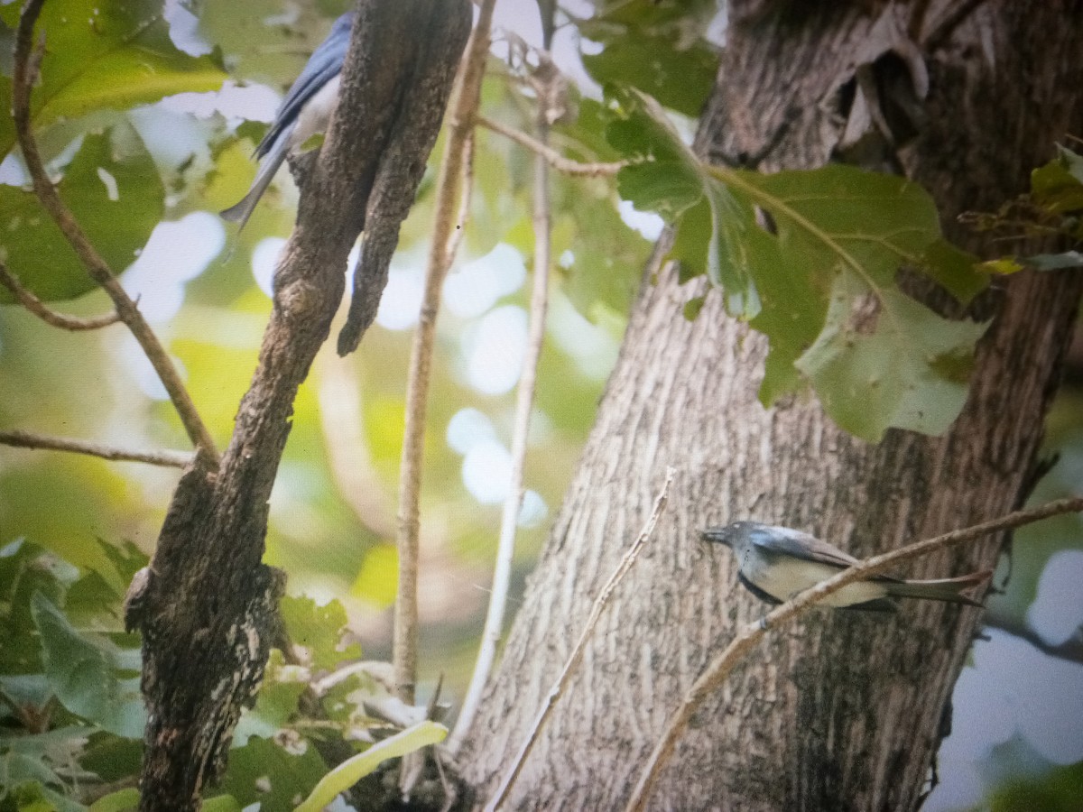 Ak Karınlı Drongo - ML614527880