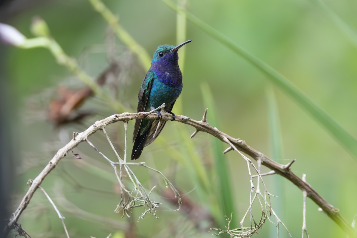 Sapphire-throated Hummingbird - ML614527890