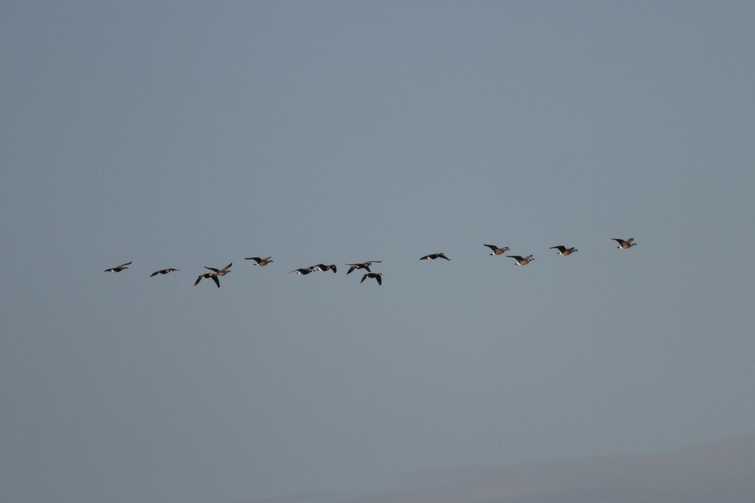 Canada Goose - Dan Maxwell