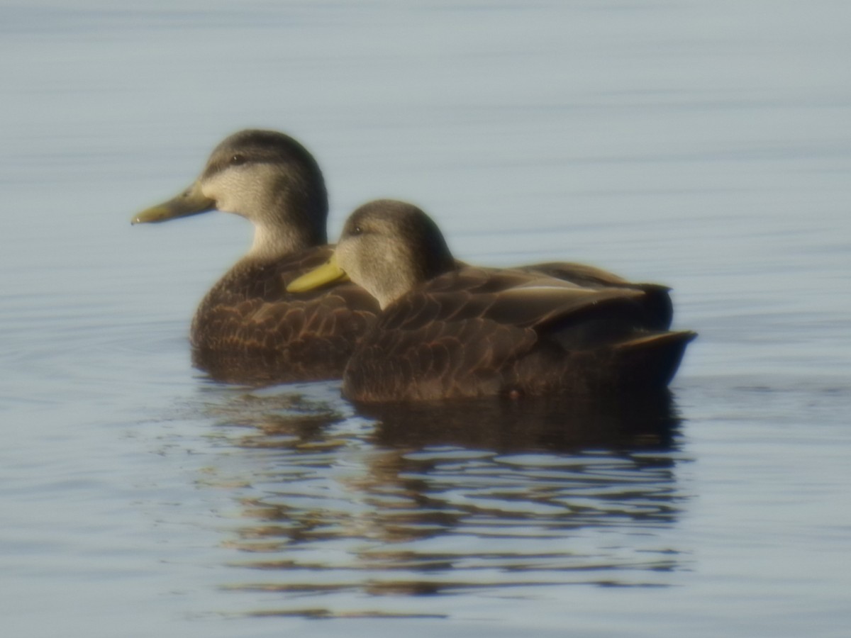 Canard noir - ML614527926