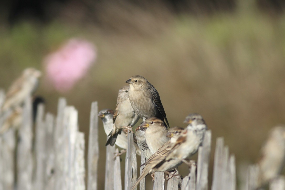 Brown-headed Cowbird - ML614527927