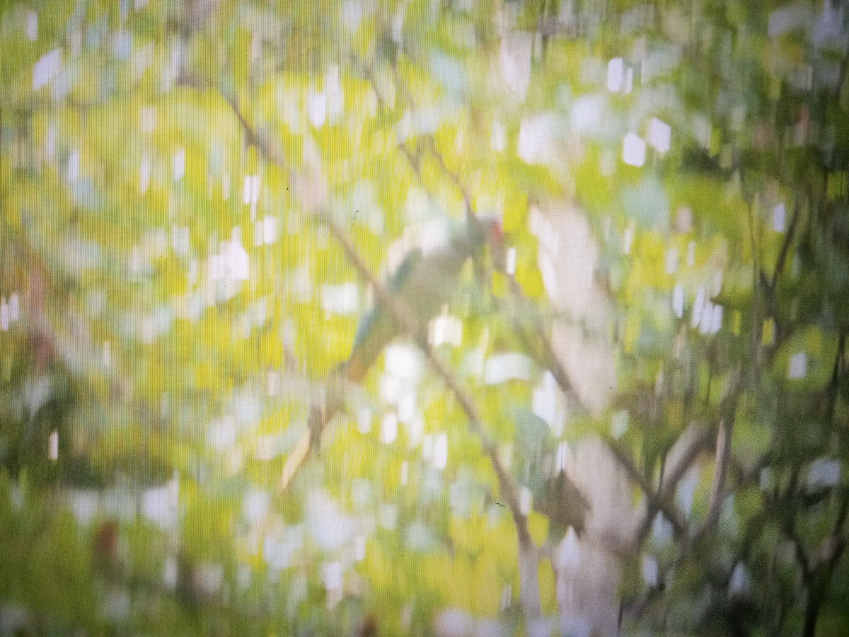 Malabar Parakeet - Gaja mohanraj