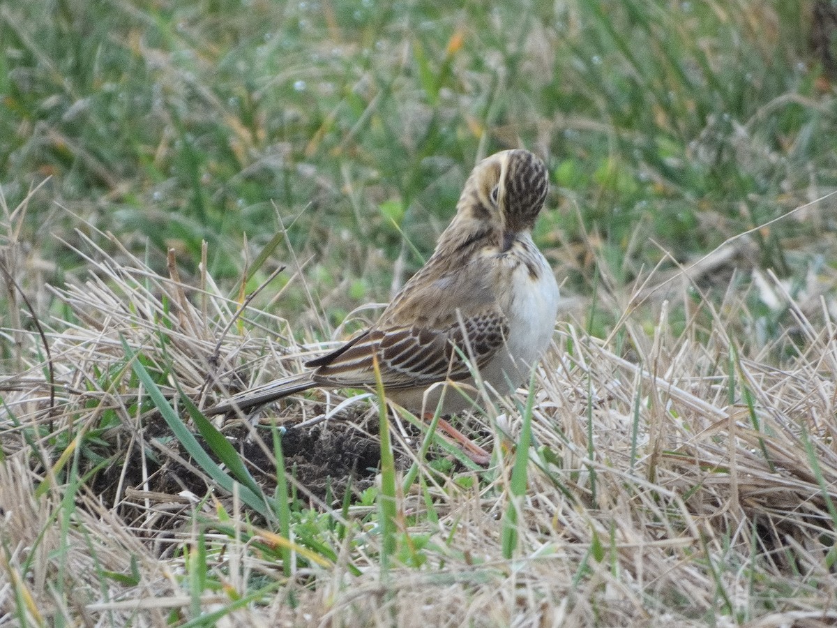 Richard's Pipit - ML614527972