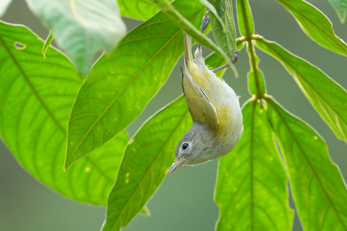 Lesser Greenlet - Don Danko