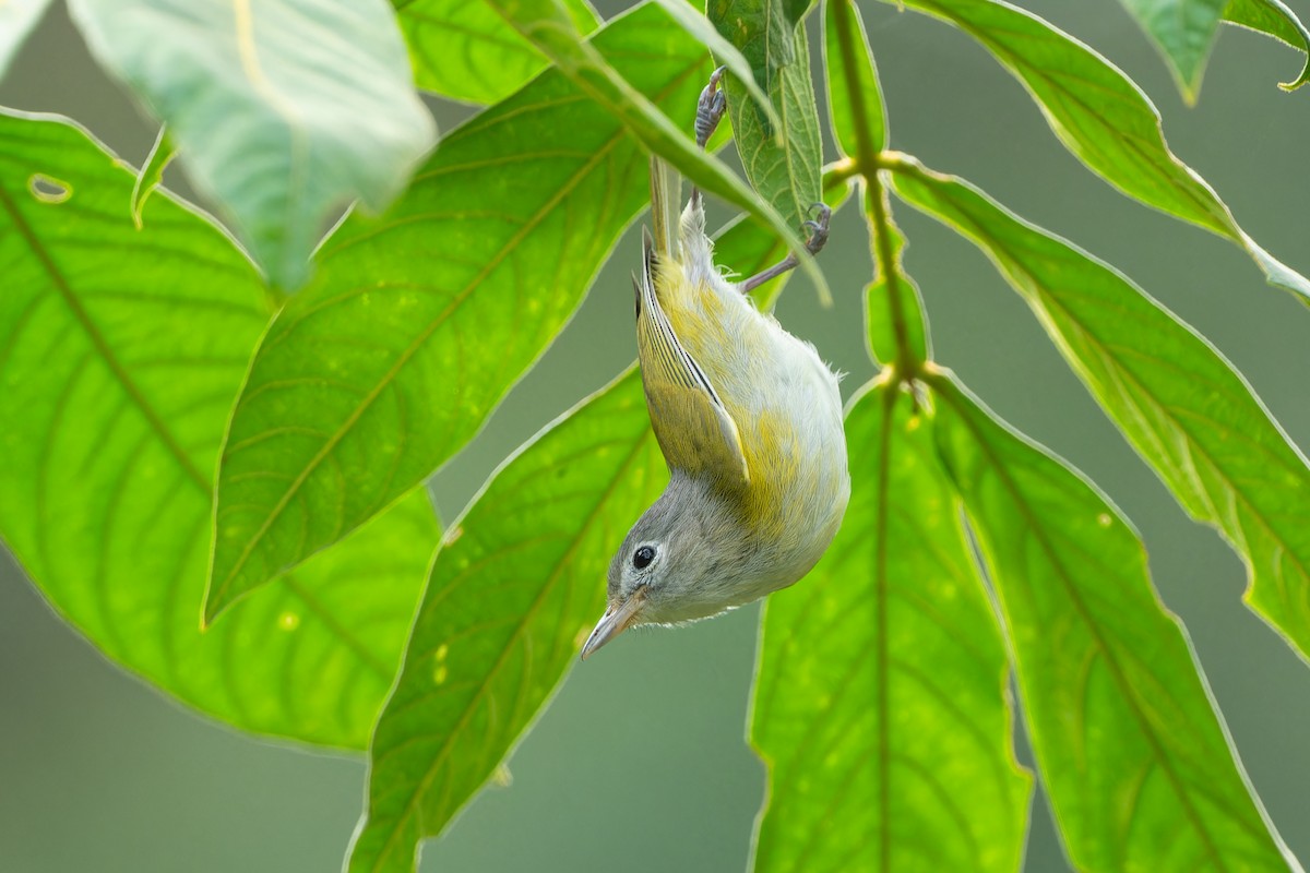 Lesser Greenlet - Don Danko