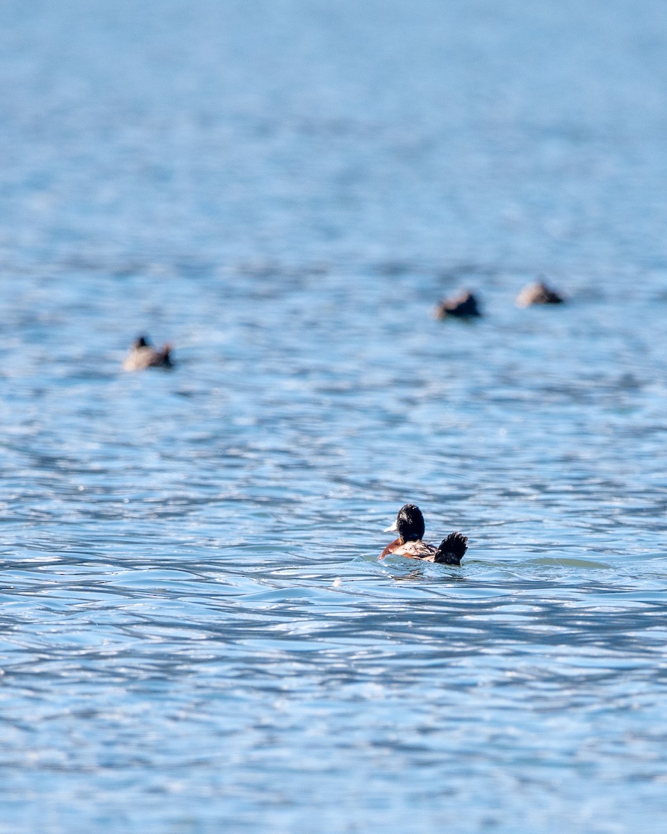 Andean Duck - Pablo Maass Zepeda