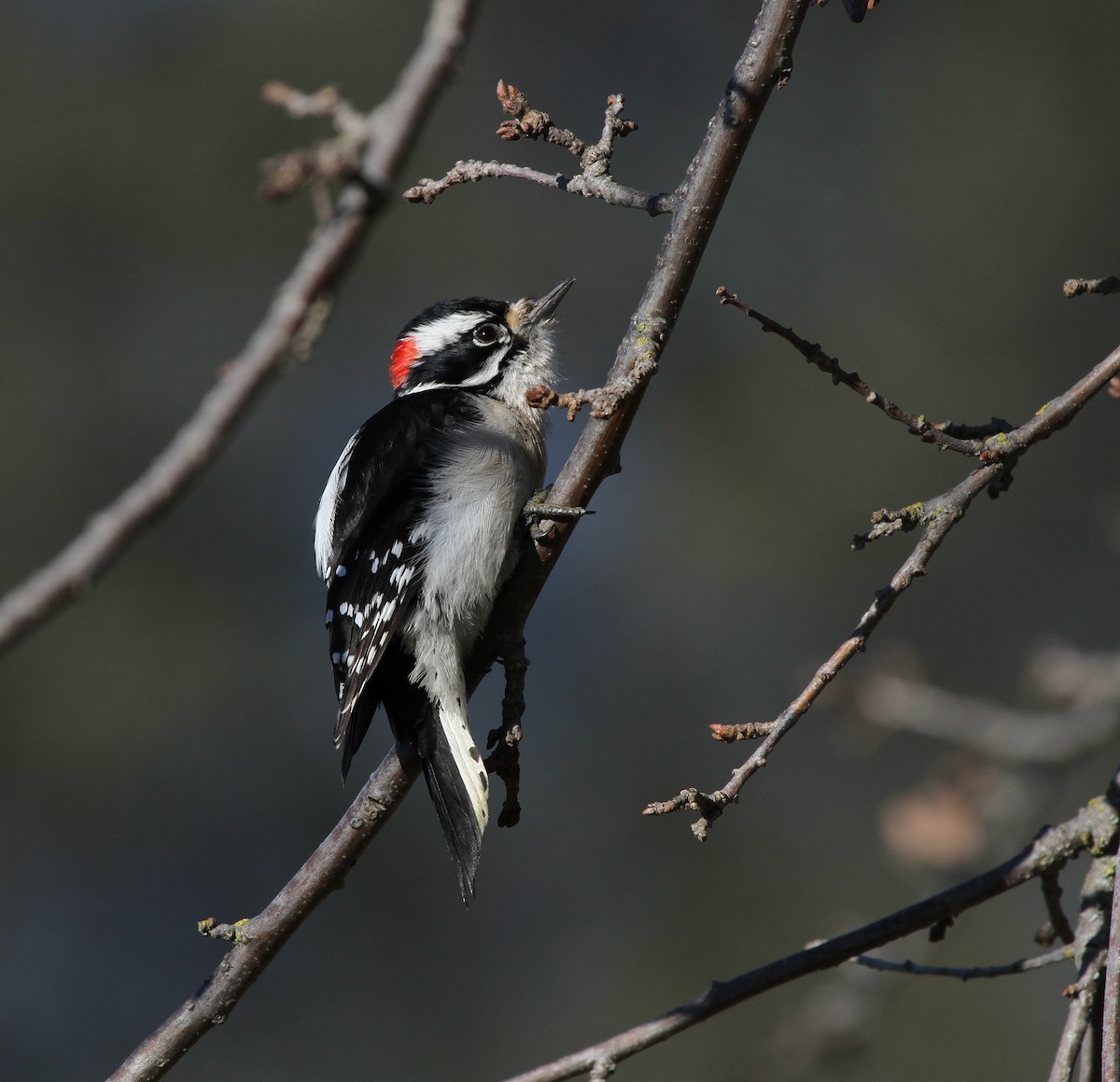 Downy Woodpecker - ML614528108