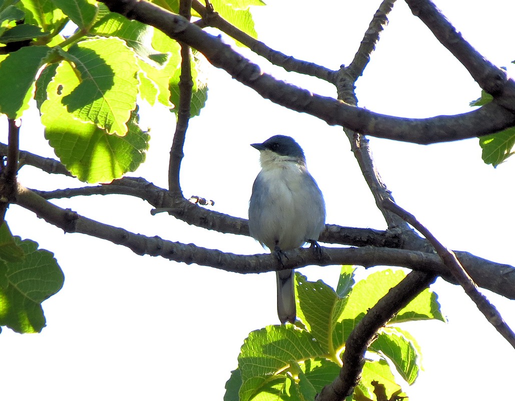 Cinereous Warbling Finch - ML61452811