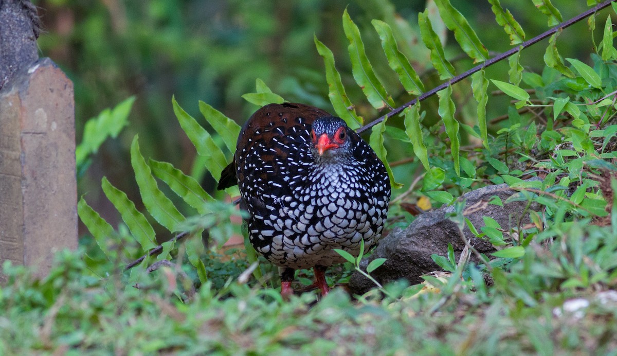 Sri Lanka Spurfowl - ML614528127