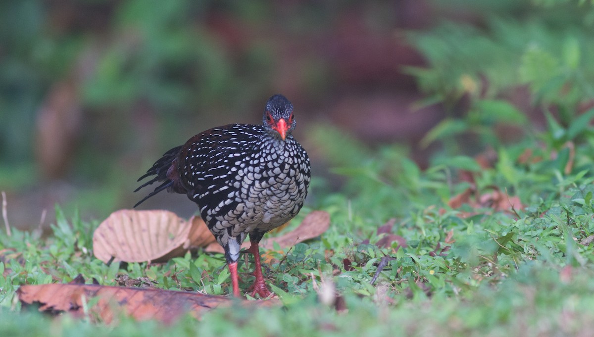 Sri Lanka Spurfowl - Mészáros József