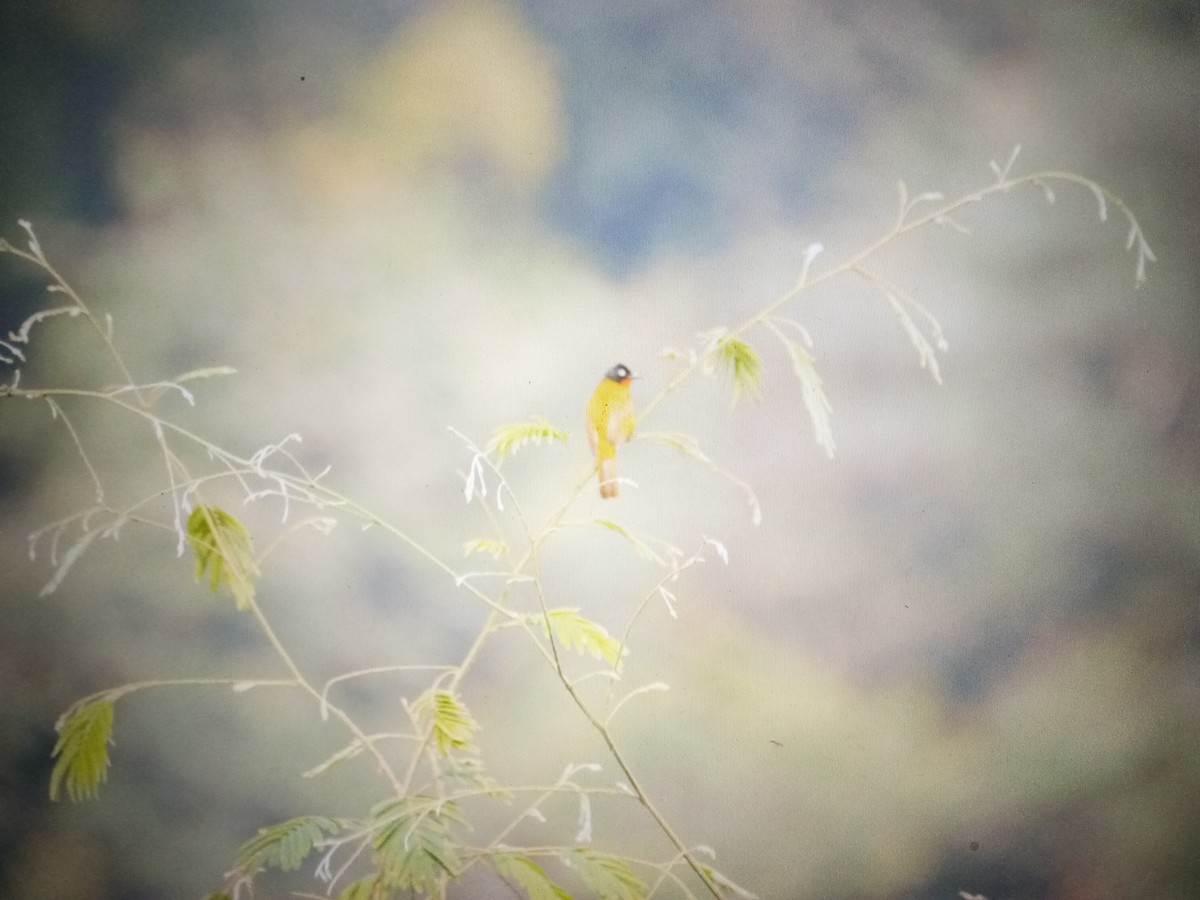 Flame-throated Bulbul - Gaja mohanraj