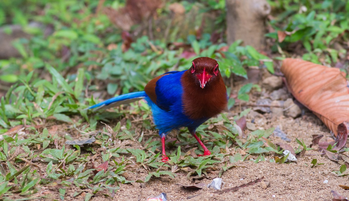 Sri Lanka Blue-Magpie - ML614528216