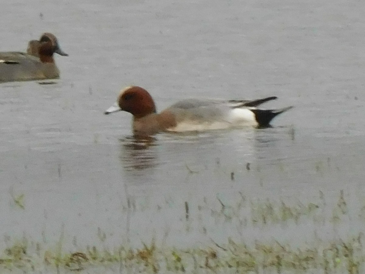 Eurasian Wigeon - ML614528264