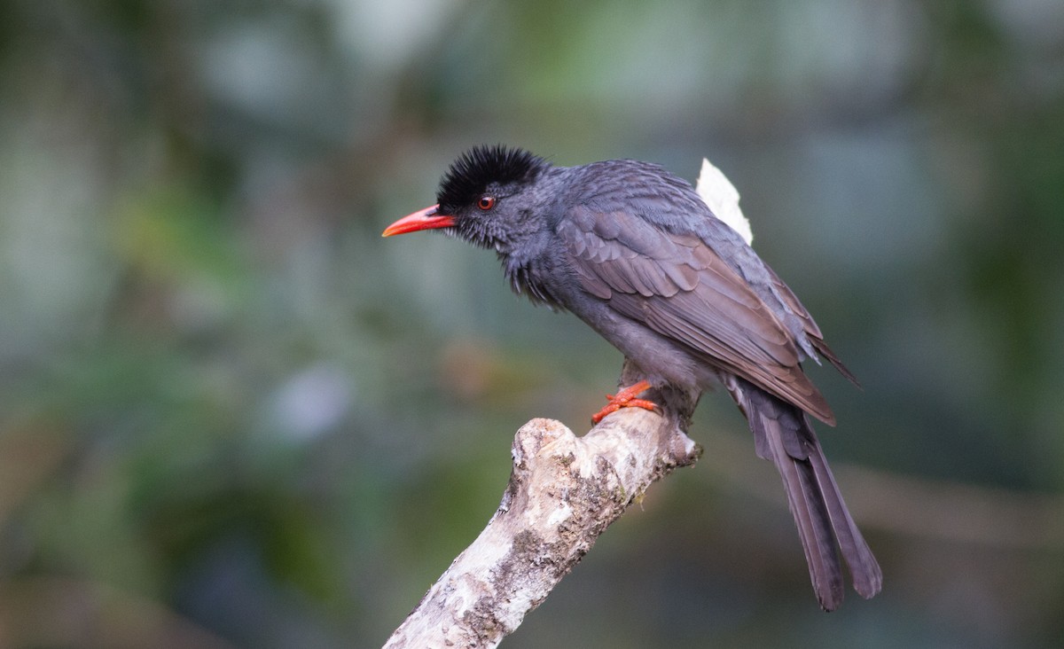 Bulbul des Ghats - ML614528267