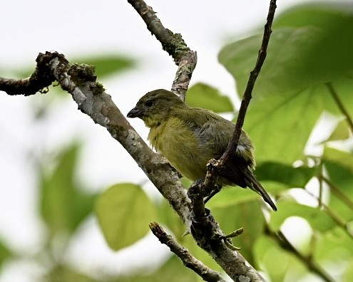 Thick-billed Euphonia (Thick-billed) - ML614528372