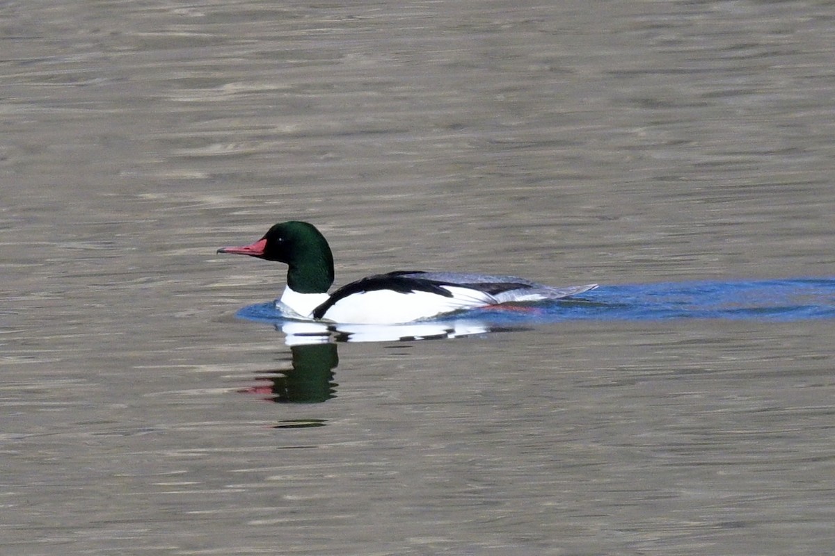 Common Merganser - ML614528496