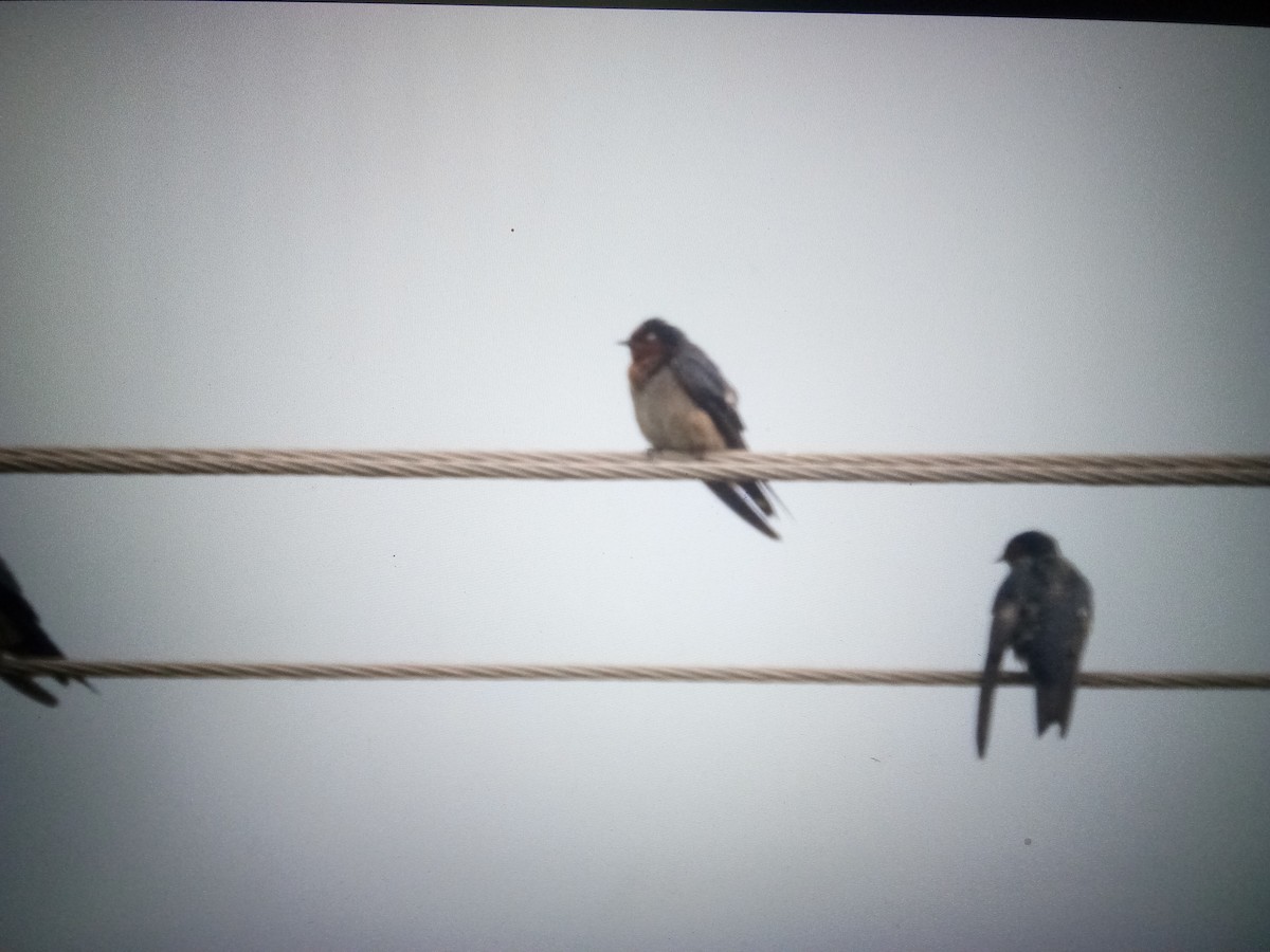 Barn Swallow - ML614528528