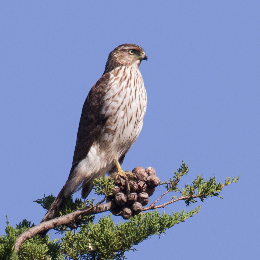 Cooper's Hawk - Pat Comas