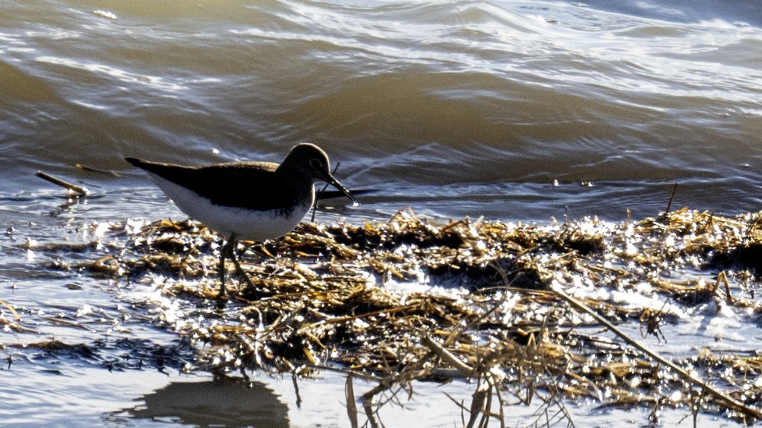 Green Sandpiper - ML614528557