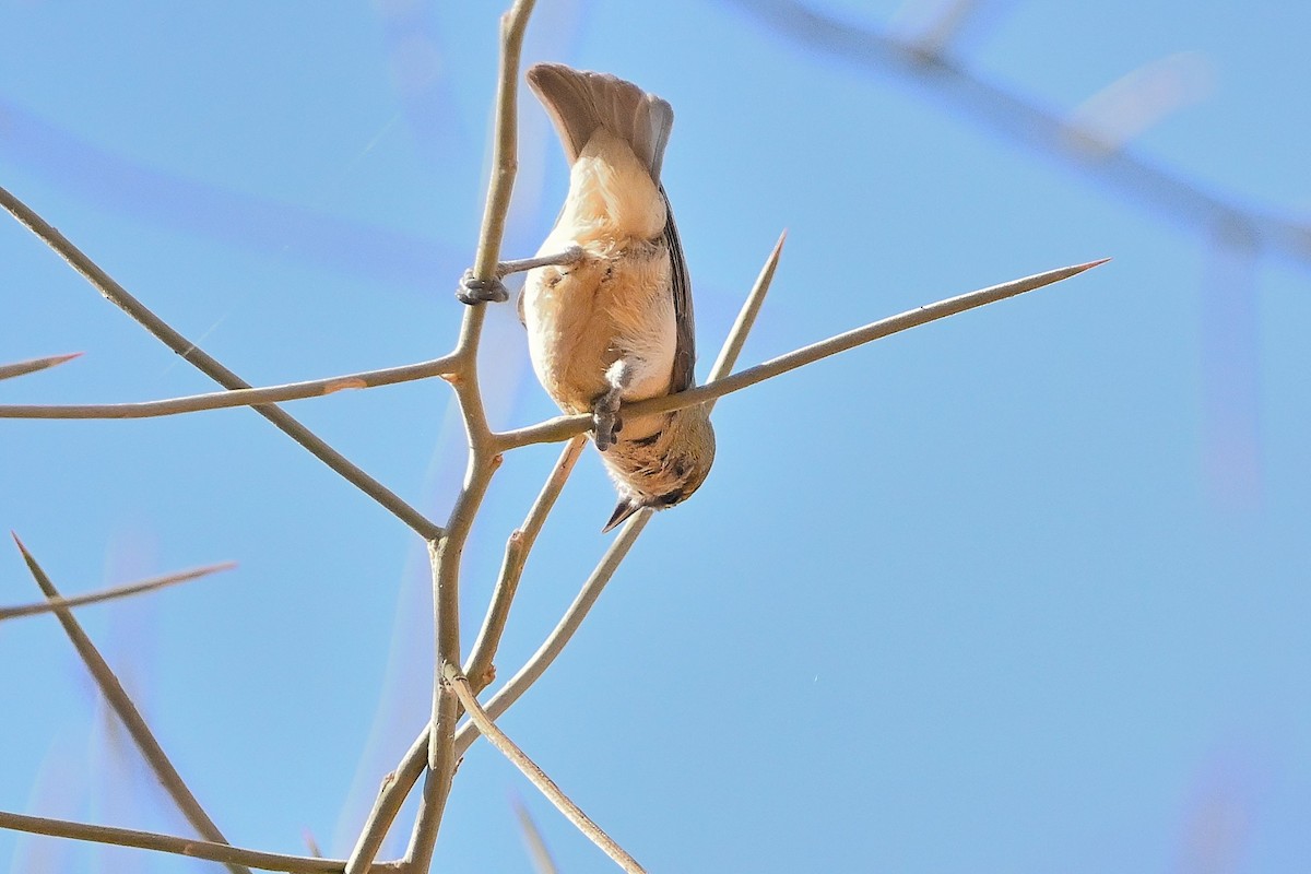 Sennar Penduline-Tit - ML614528561