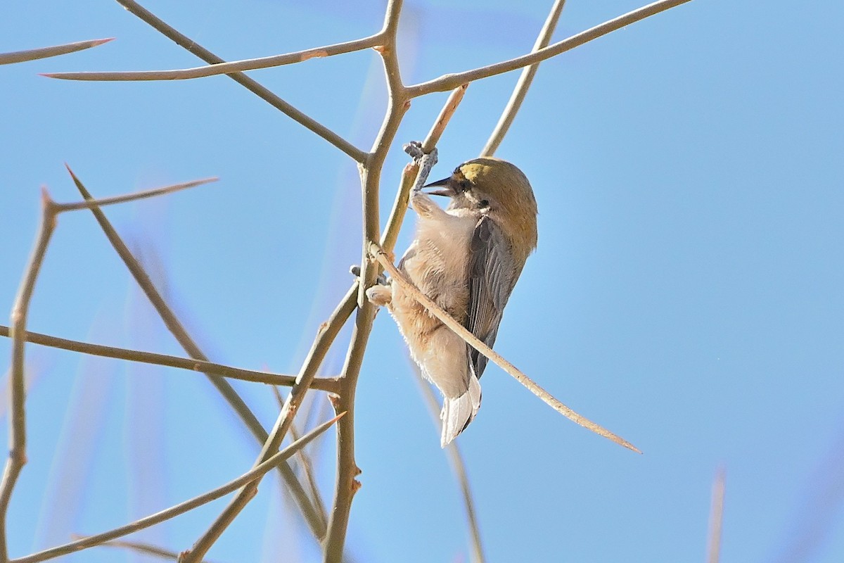 Sennar Penduline-Tit - ML614528567