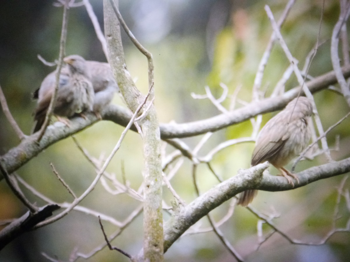 Jungle Babbler - ML614528596