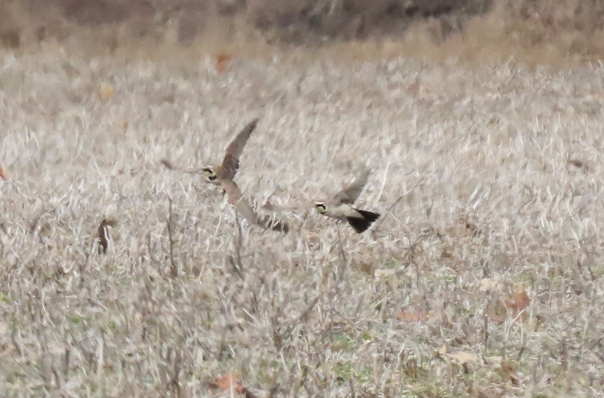 Horned Lark - ML614528598