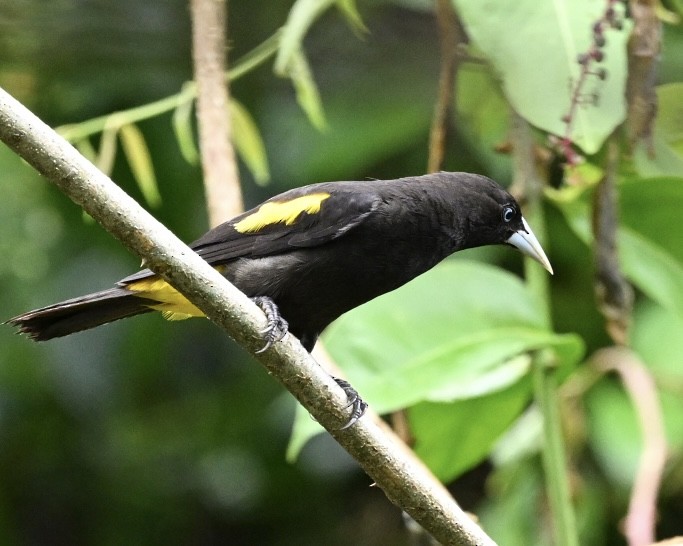 Gelbbürzelkassike (flavicrissus/vitellinus) - ML614528604