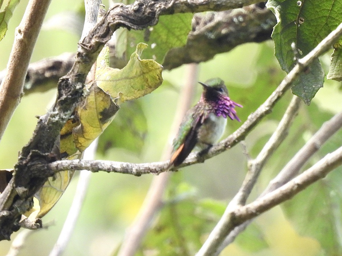 Wine-throated Hummingbird - Therese & Ed Cacek